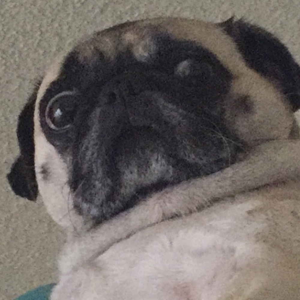 Meet your Posher, Anastasia